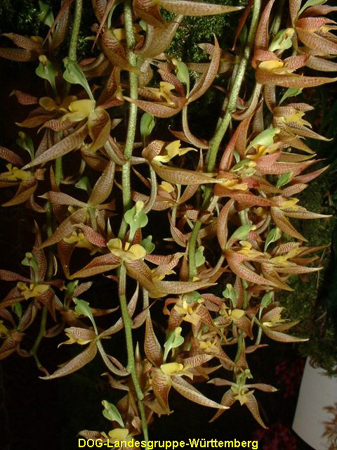 Kegeliella atropilosa