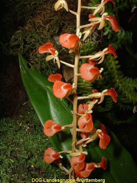 Liparis latifolia