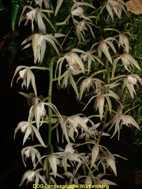 Macrademia lutescens