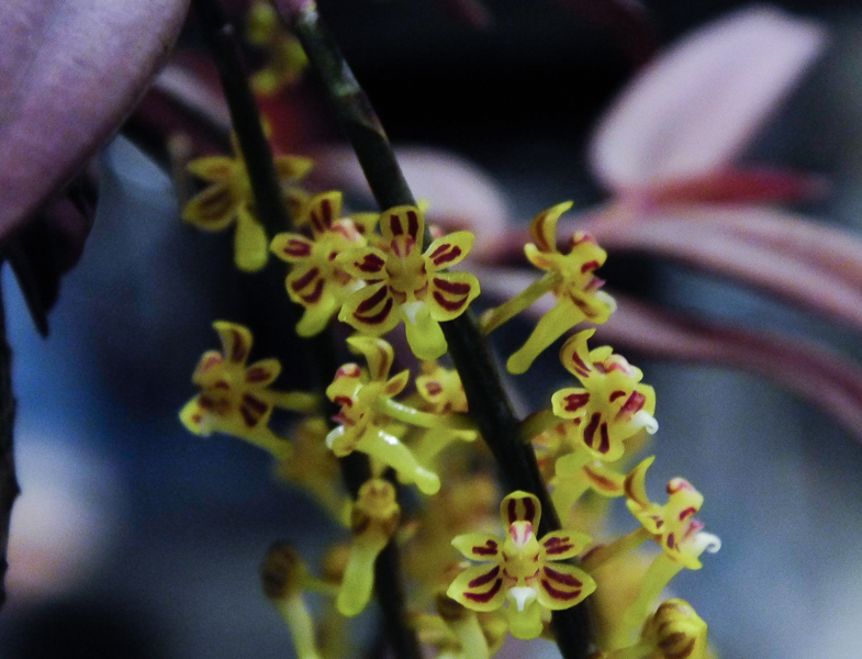 Malleola dentifera 01