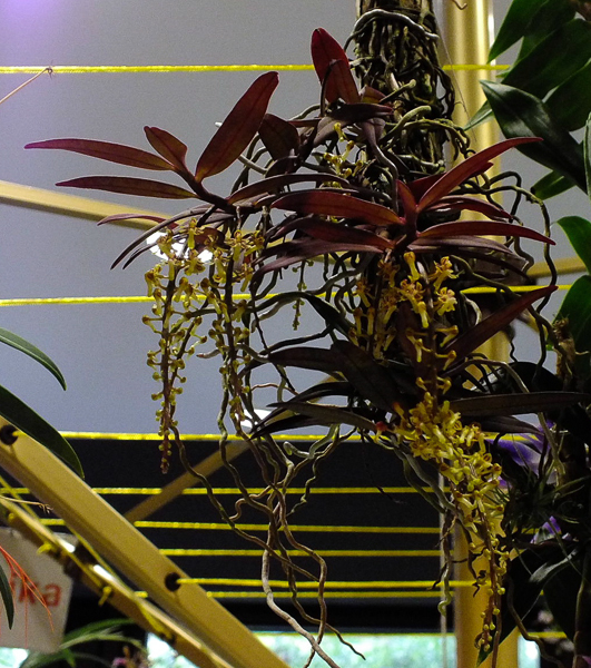 Malleola dentifera 02