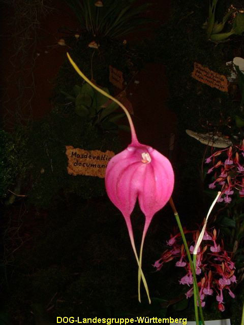 Masdevallia Redwing