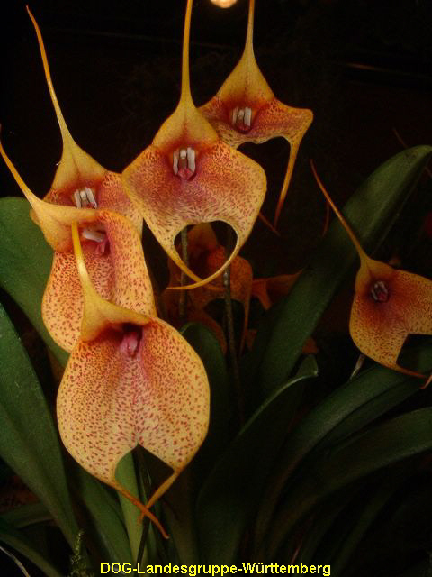 Masdevallia Shugar Baby