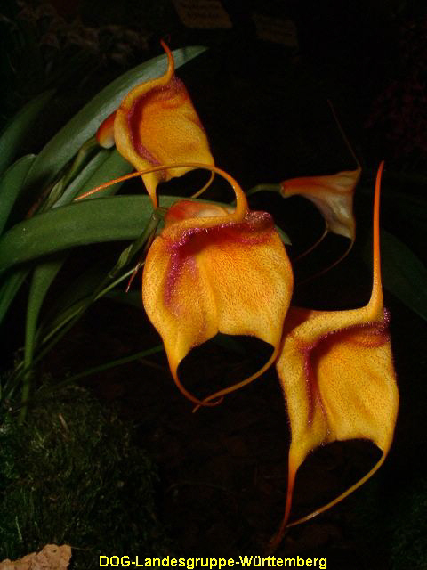 Masdevallia circe