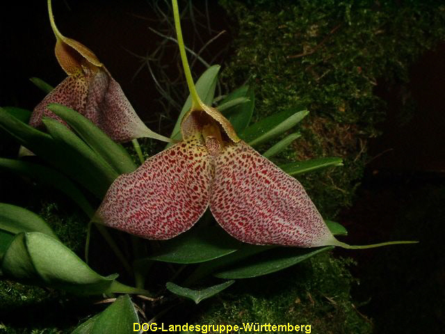 Masdevallia decumana