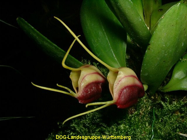 Masdevallia discoidea
