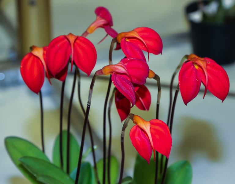 Masdevallia ignea