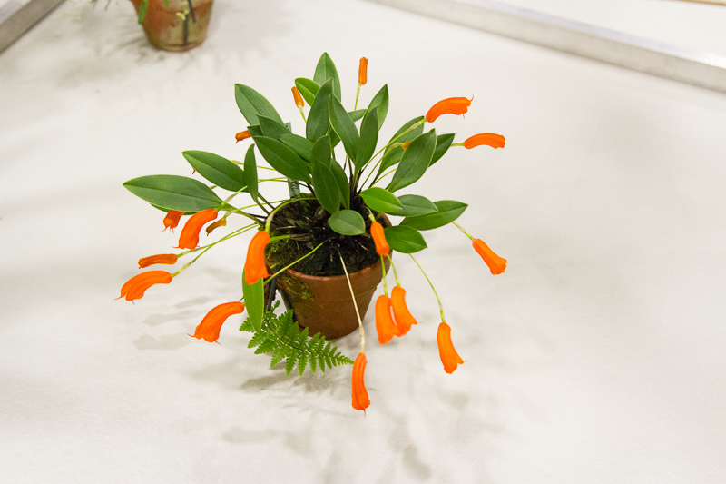 Masdevallia mendozae