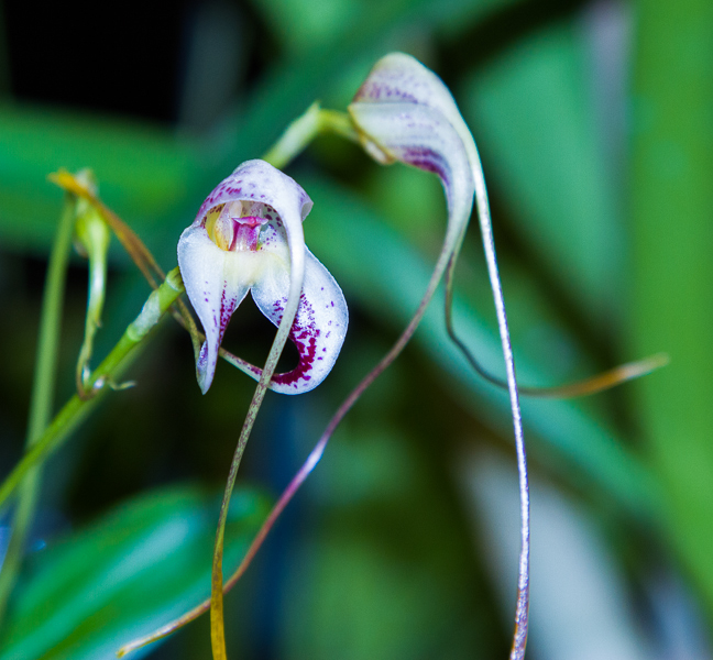 Masdevallia schmidt-mummii