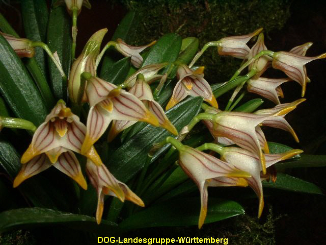 Masdevallia striatella