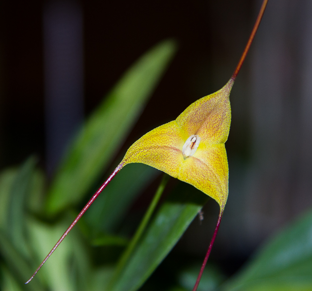 Masdevallia triangularis