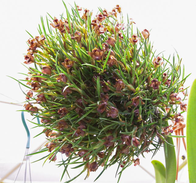 Maxillaria spec 01