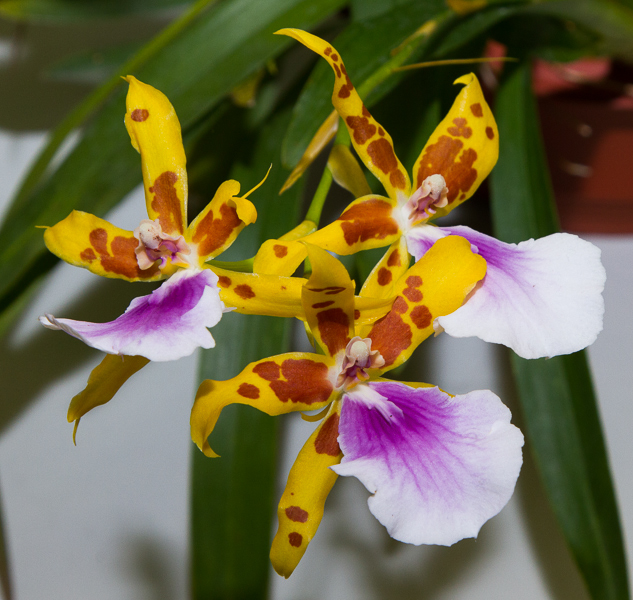 Miltonia Goodale Moir