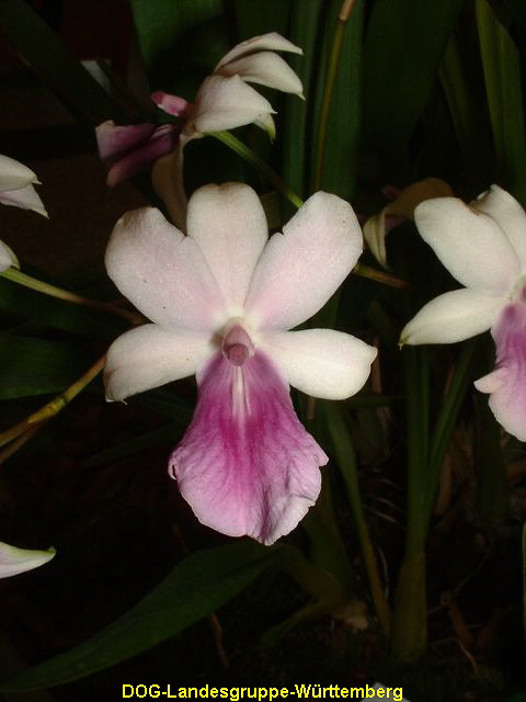 Miltonia regnellii