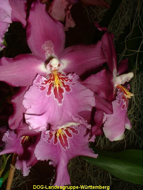 Miltonia spectabilis x Odontoglossum Saint Ouen