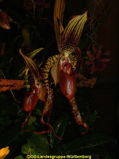 Paphiopedilum maudiae x sanderianum