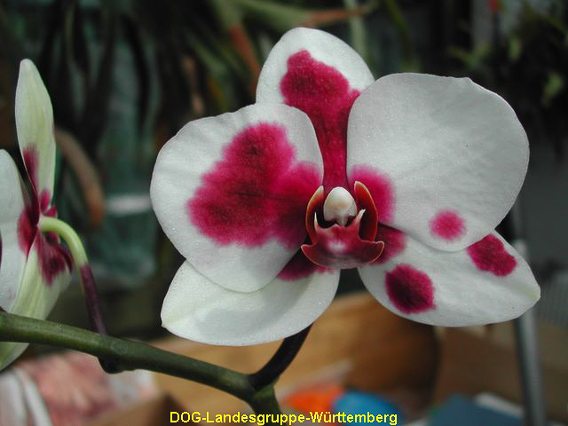 Phalaenopsis Hybride 01