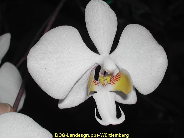 Phalaenopsis Hybride 02