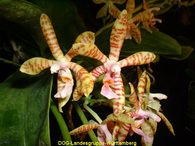 Phalaenopsis amboniensis x maculata