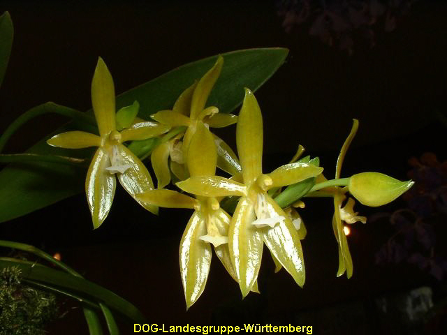 Phalaenopsis cornu-cervi var concolor