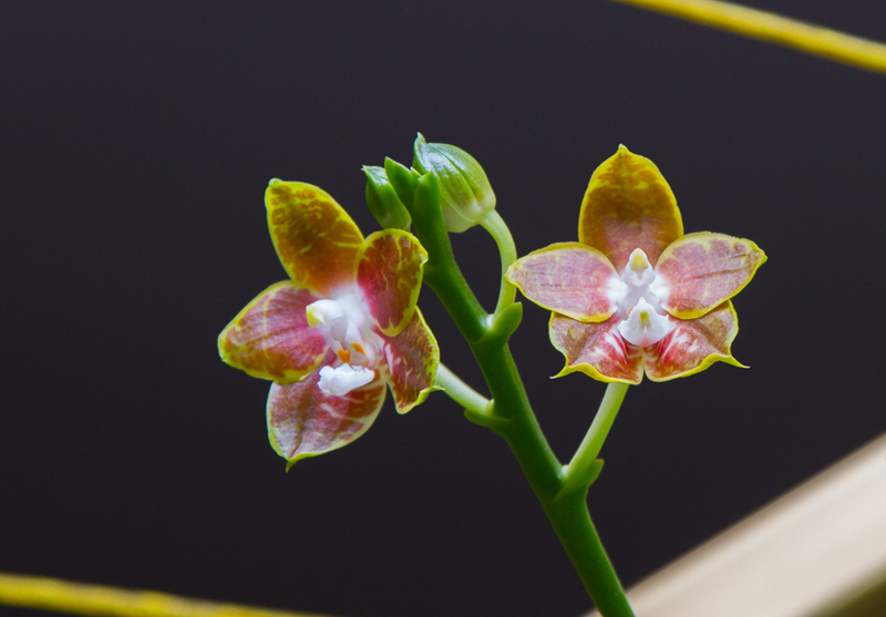 Phalaenopsis venosa