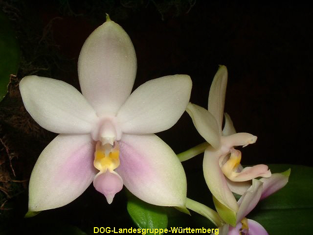Phalaenopsis violacea Silberschatz