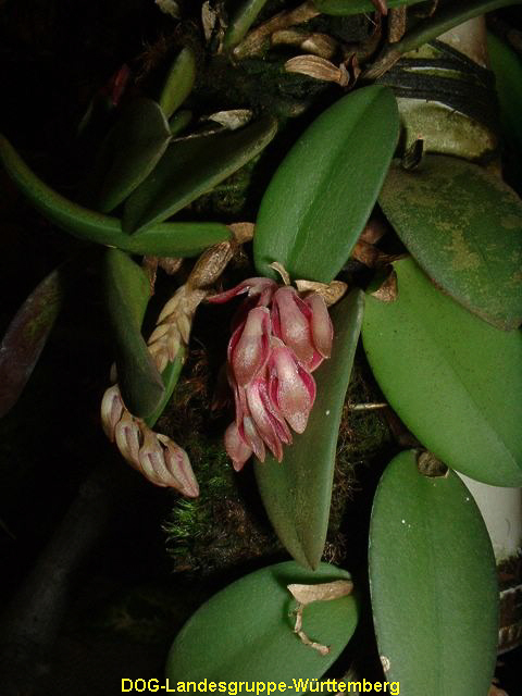 Pleurothallis curvifolia var minax