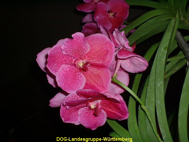Vanda Fuchs Fuchsia