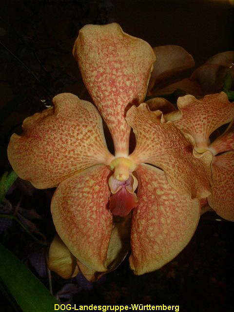 Vanda Hybride 01