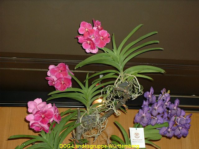 Vanda Hybride 02