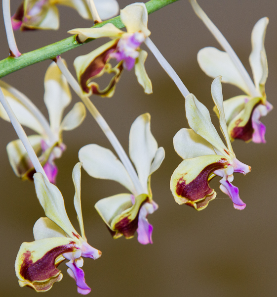 Vanda lamellata var. boxallii