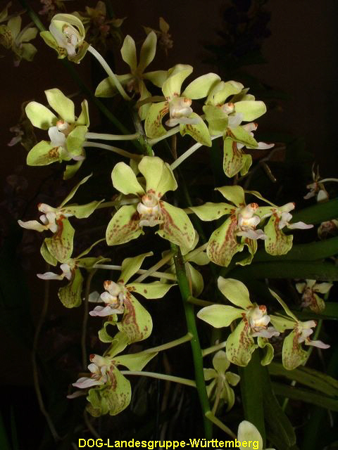 Vanda lamellata var remediosa