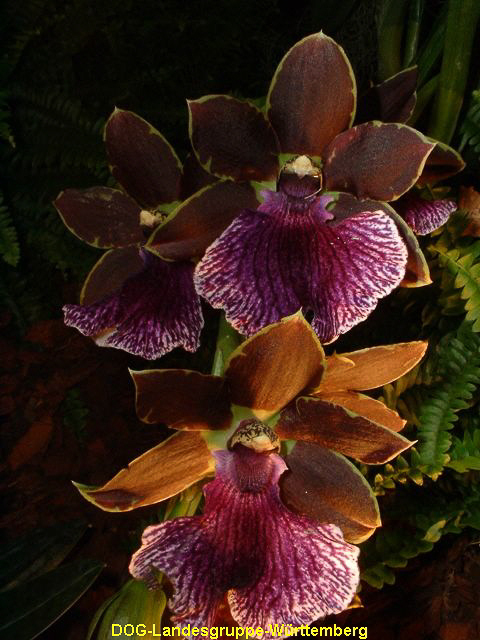 Zygopetalum Patricia Eisenbeiss