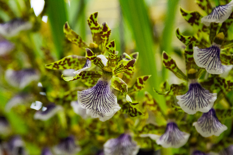 Zygopetalum crinitum
