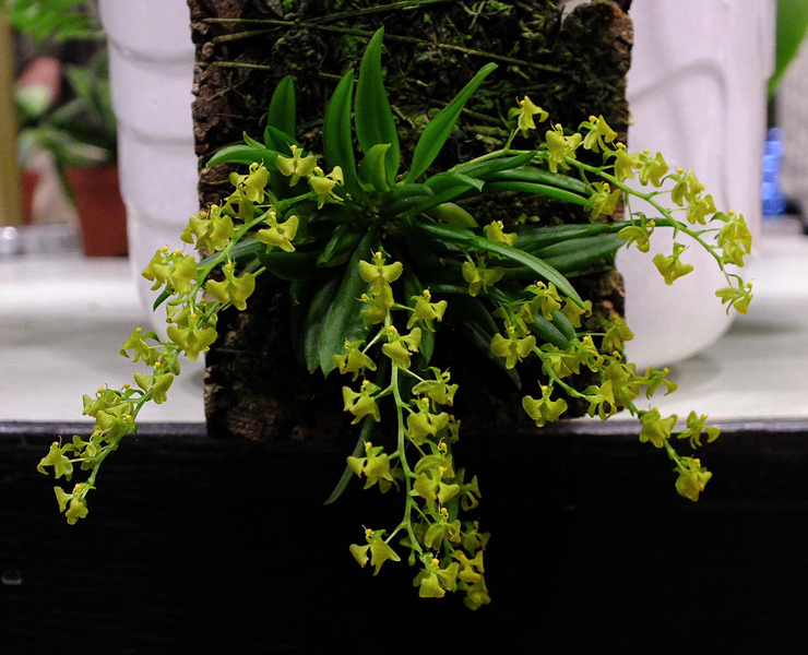 Zygostates apiculata